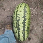 Growing Mouth Watering Melons