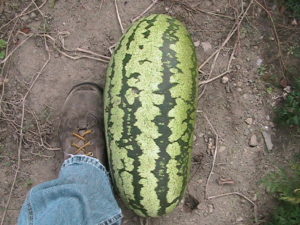 Watermelon #1-98