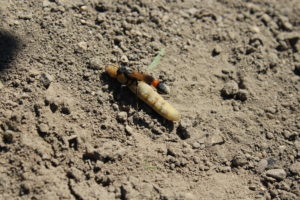 Parasitic Wasp Ridding Garden of a Caterpillar