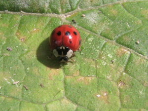 Convergent Lady Beetle