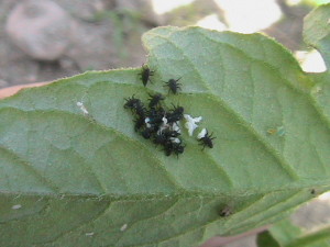 Spider Mite Destroyer Larvae