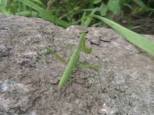 Praying Mantis