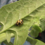The Best Beneficial Insects You Need to Know About