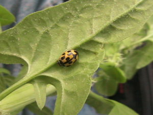 Yellow Lady Beetle