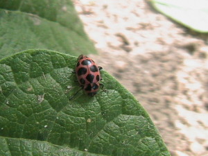 Multicolored Asian Beetle