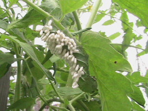 Parasitized Tomato Hornworm