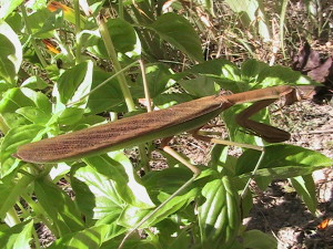 Brown Adult Praying Mantis