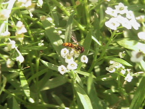 Hoverfly