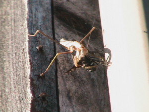 Praying Mantis Eating Carpenter Bee