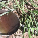 Manure Tea