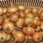 Discover the Steps to Growing Sweet and Delicious Onions in Your Very Own Garden