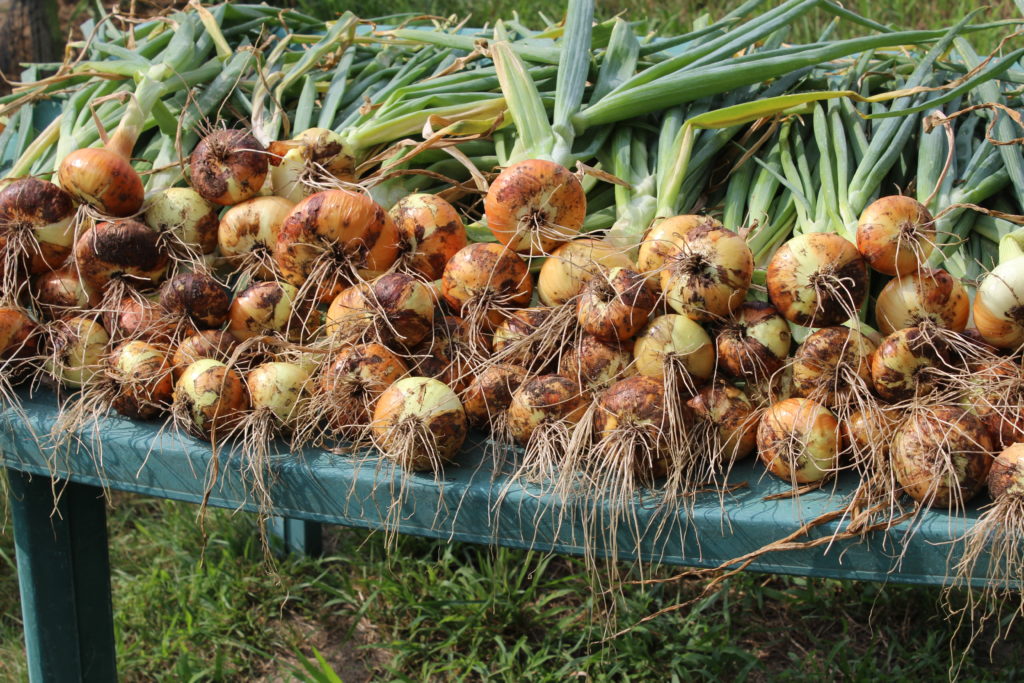 Onions Drying Outside