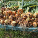 Onions Drying Outside