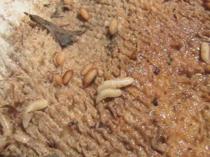 Onion Maggot Larvae