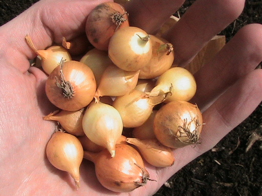 Onion Bulbs