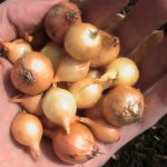Onion Bulbs