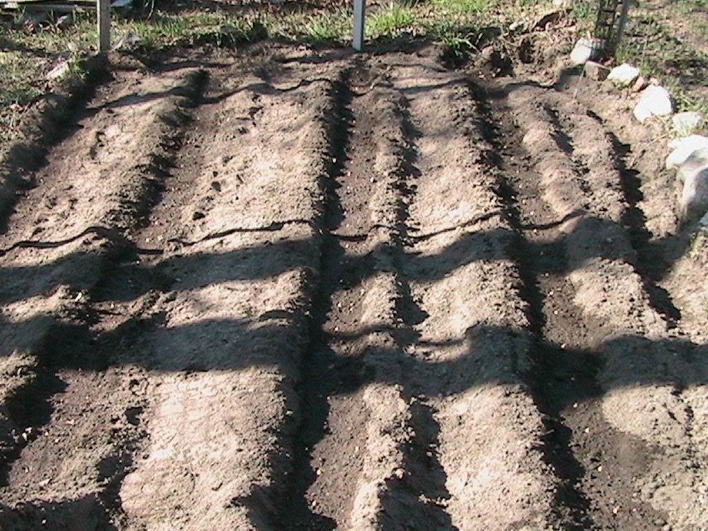 Planting Bulbs in Garden