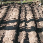 Planting Bulbs in Garden