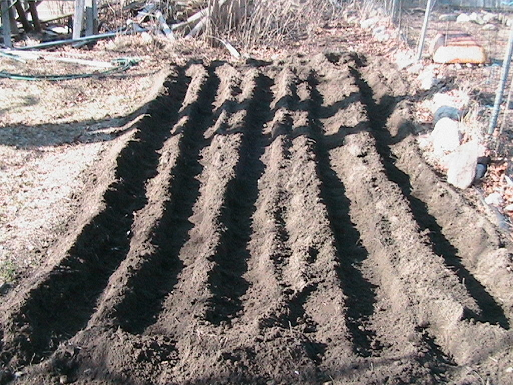 Creating Rows for Onions