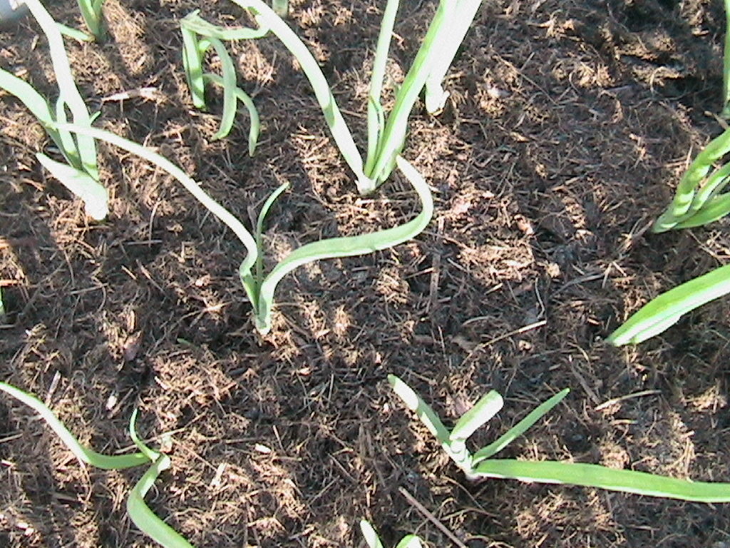 Mulch Placed Around Onions
