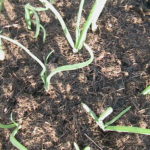 Mulch Placed Around Onions