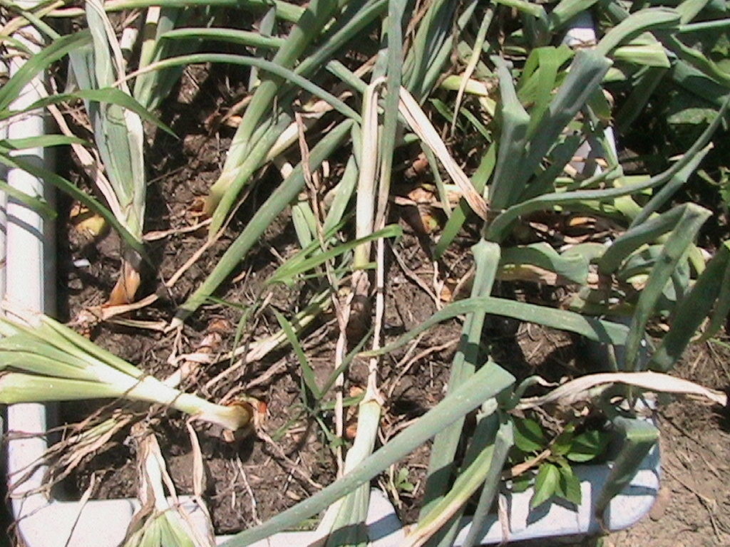 Onions Ready to Pick