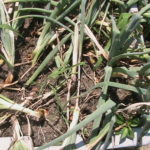 Onions Ready to Pick