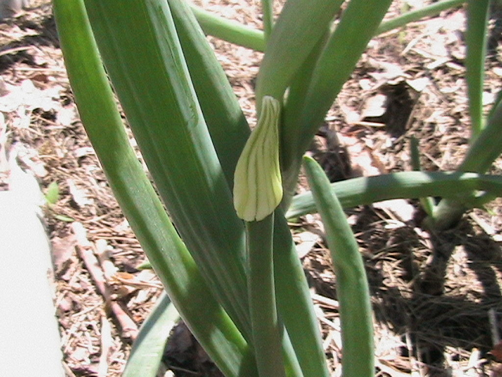 Onions Going to Seed