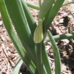 Onions Going to Seed