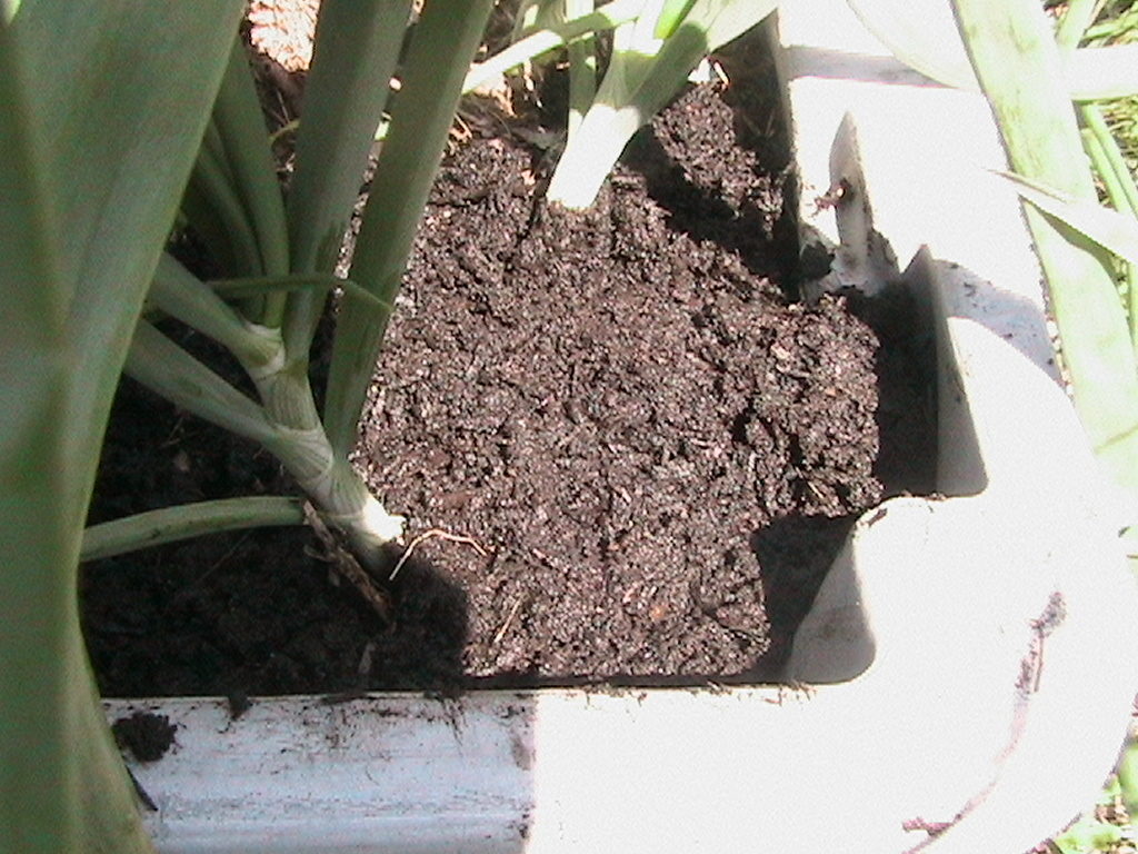 Manure Around Onions