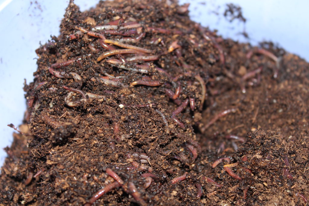 Earthworms