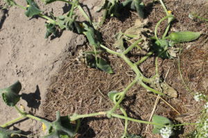 Bacterial Wilt on Cumber Plant