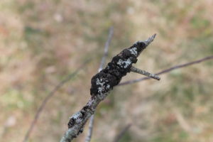 Black Knot Fungi on Tree Branch