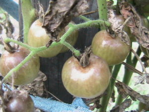 Late Blight on Tomatoes