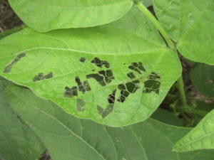 Damage from Bean Beetle Larvae