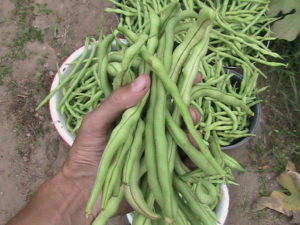 Fortex Pole Bean Harvest