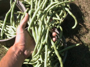 Pole Beans in My Hand
