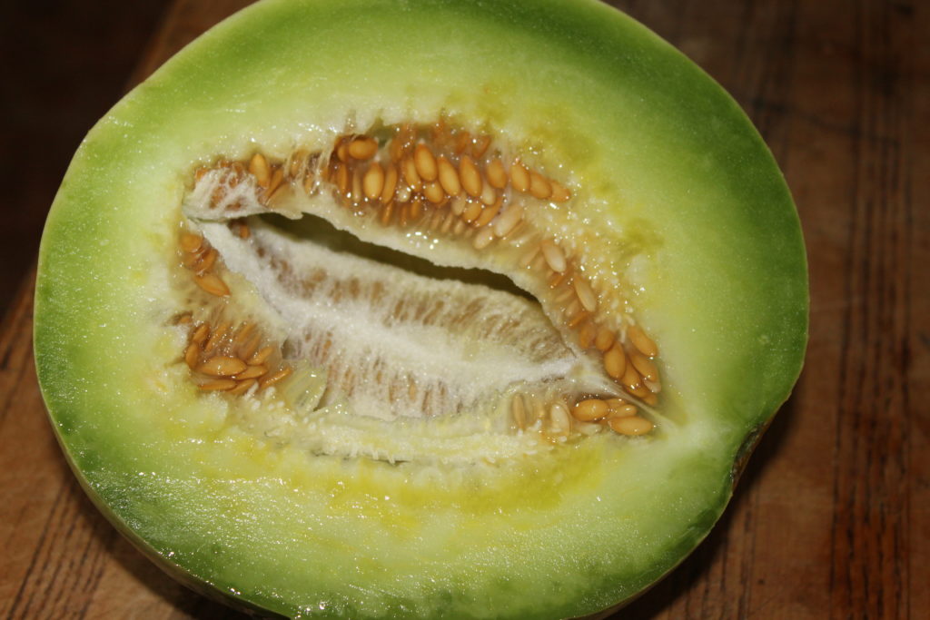 Cutting the First Honeydew Melon - Eric's Organic Gardening Blog