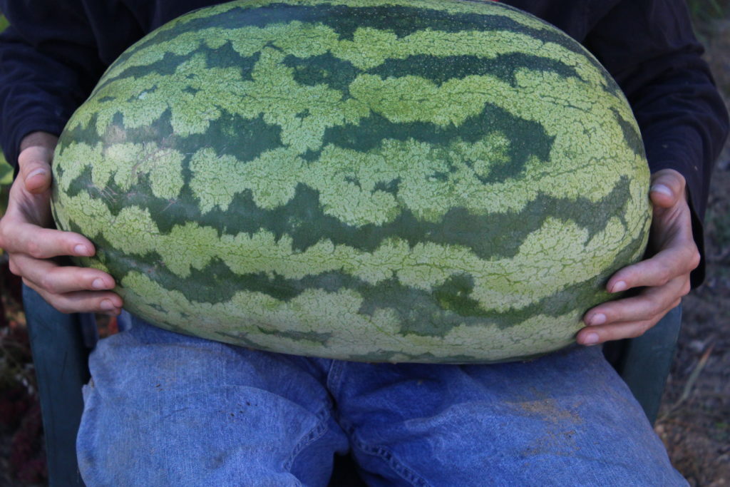 Biggest Watermelon Picked Along with Kale, Peppers, and More - Eric's ...