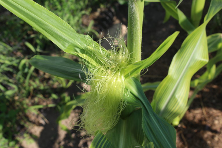 Using Sweet Onions For The Winter Months Eric S Organic Gardening Blog   IMG 6879 768x512 