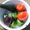 Peppers, Tomatoes, Zucchini, and Eggplant