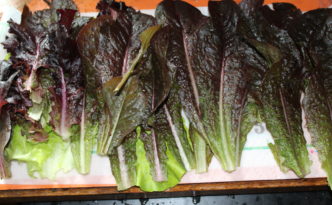 the first harvest of red lettuce this season.