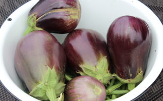 a few eggplants harvested recently.