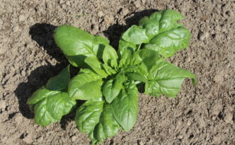 Spinach plant now added to the garden.