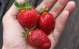 three large strawberries in my hand.